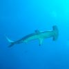 Hammerhead4