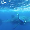 Whaleshark freediver Humboldt Explorer Galapagos Explorer Ventures Liveaboard Diving