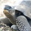 Galapagos tortoise