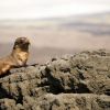 Galapagos Fur Seal sleepy