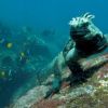 galapagos marine iguana