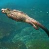 swimming iguana