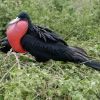 Giant Frigate Bird Humboldt Explorer Galapagos Explorer Ventures Liveaboard Diving