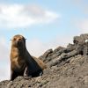 Galapagos Fur Seal