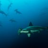 Hammerhead school Humboldt Explorer Galapagos Explorer Ventures Liveaboard Diving