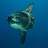 galapagos islands mola mola