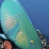 Parrotfish Humboldt Explorer Galapagos Explorer Ventures Liveaboard Diving