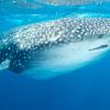 Whaleshark Eye Humboldt Explorer Galapagos Explorer Ventures Liveaboard Diving