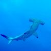 Hammerhead3