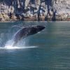 humpback whale galapagos