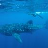 Whaleshark snorkeler Humboldt Explorer Galapagos Explorer Ventures Liveaboard Diving