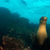 Galapagos Sea lion