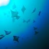 School Of Manta rays
