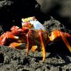 Sally Lightfoot crab