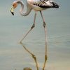 Galapagos flamingo