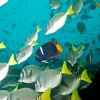 School Of fish Humboldt Explorer Galapagos Explorer Ventures Liveaboard Diving
