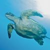 Turtle underside Humboldt Explorer Galapagos Explorer Ventures Liveaboard Diving