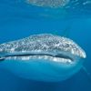 Whaleshark face Humboldt Explorer Galapagos Explorer Ventures Liveaboard Diving