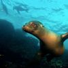 Galapagos Sea Lion Big eyes