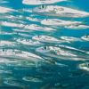 Shiny fish Humboldt Explorer Galapagos Explorer Ventures Liveaboard Diving
