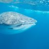 Whaleshark sideview Humboldt Explorer Galapagos Explorer Ventures Liveaboard Diving