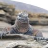 Land Iguana Humboldt Explorer Galapagos Explorer Ventures Liveaboard Diving