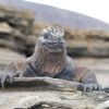 Land Iguana Humboldt Explorer Galapagos Explorer Ventures Liveaboard Diving