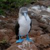 Blue footed booby Humboldt Explorer Galapagos Explorer Ventures Liveaboard Diving