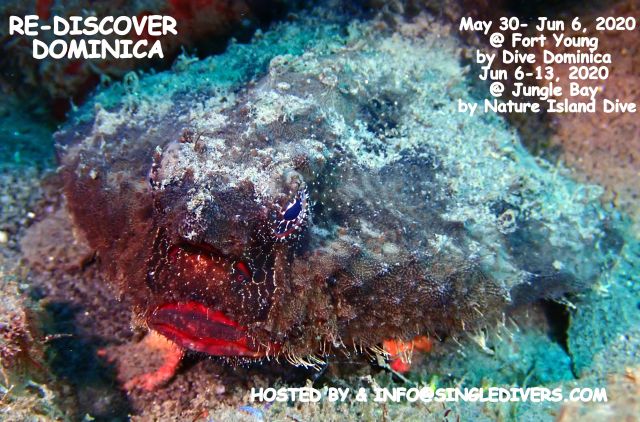POSTER Batfish 2020