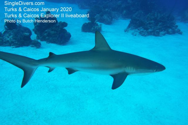 Turks and Caicos Jan2020 Reef Shark