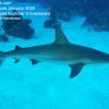 Turks and Caicos Jan2020 Reef Shark