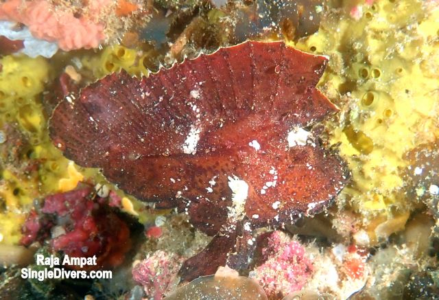 RA Leaf fish P2120162