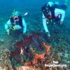 RA giant clam   Peggy & Chris P2130481
