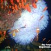RA Clownfish P2120145