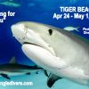 TIger Beach Apr 24-May 1, 2021