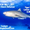 TIger Beach Apr 24-May 1, 2021