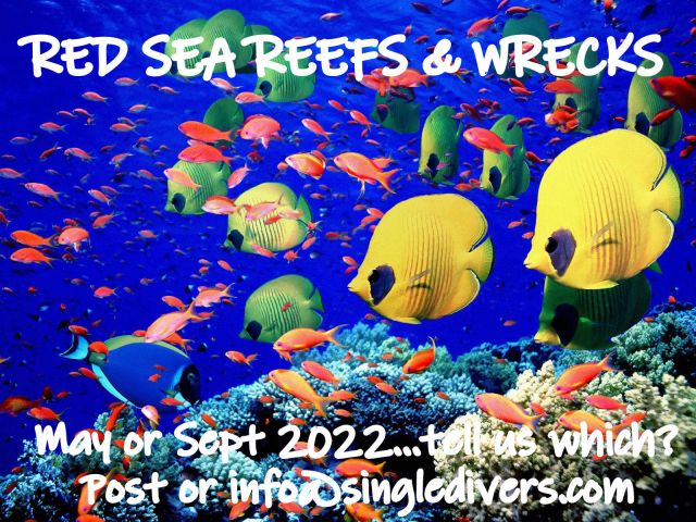 2022 SURVEY Red Sea coral