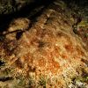 RAJA wobbegong