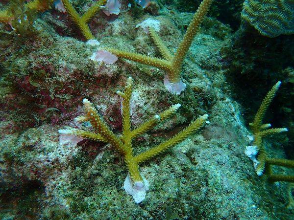 CCV Growing coral project