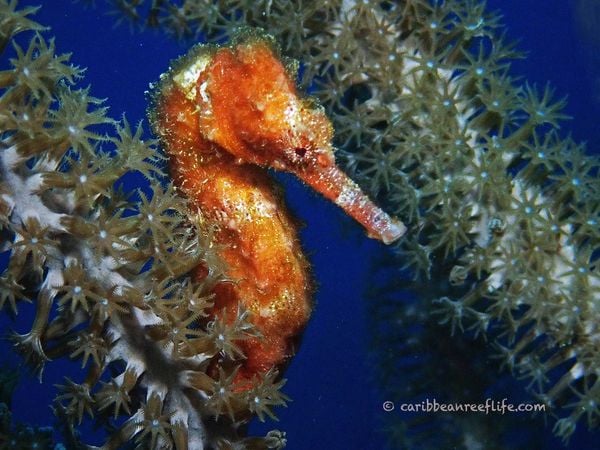 CCV Seahorse