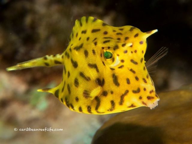 cocoview clowfish