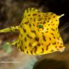 cocoview clowfish