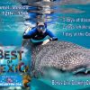 WhaleShark2
