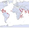 FireCoralLocations