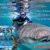 WhaleShark1