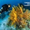 2025 Steven DIVE 600 Tubbataha Jun newsletter