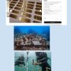 coral rehabilitation Name Tags