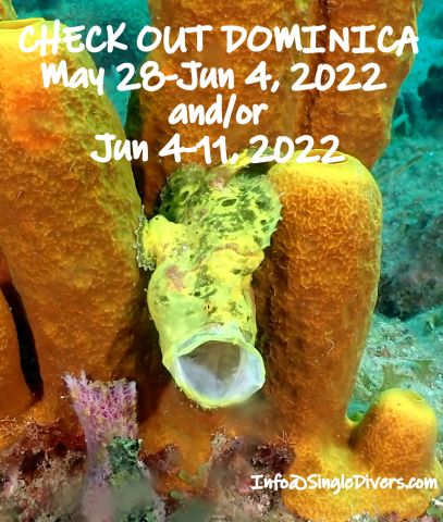 SD POSTER DOM For 2022 Frogfish P1010097