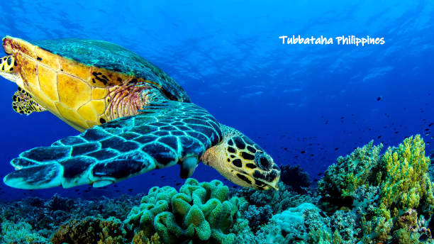 Tubbataha5 turtle