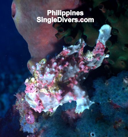 PI Frogfish